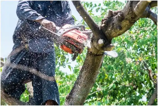 tree services Wilton